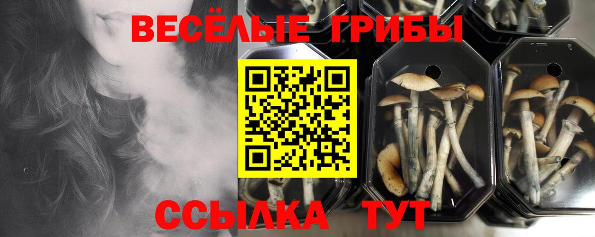 Галлюциногенные грибы GOLDEN TEACHER Нижний Новгород